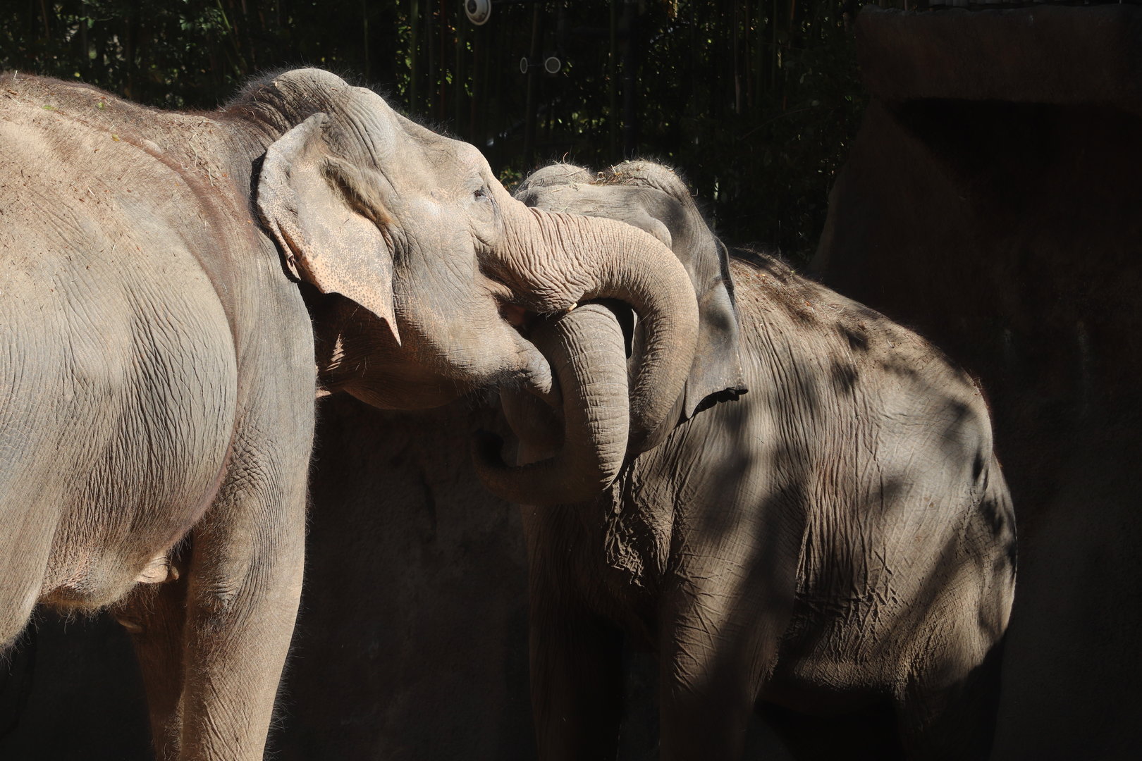 River's Edge - Asian Elephant