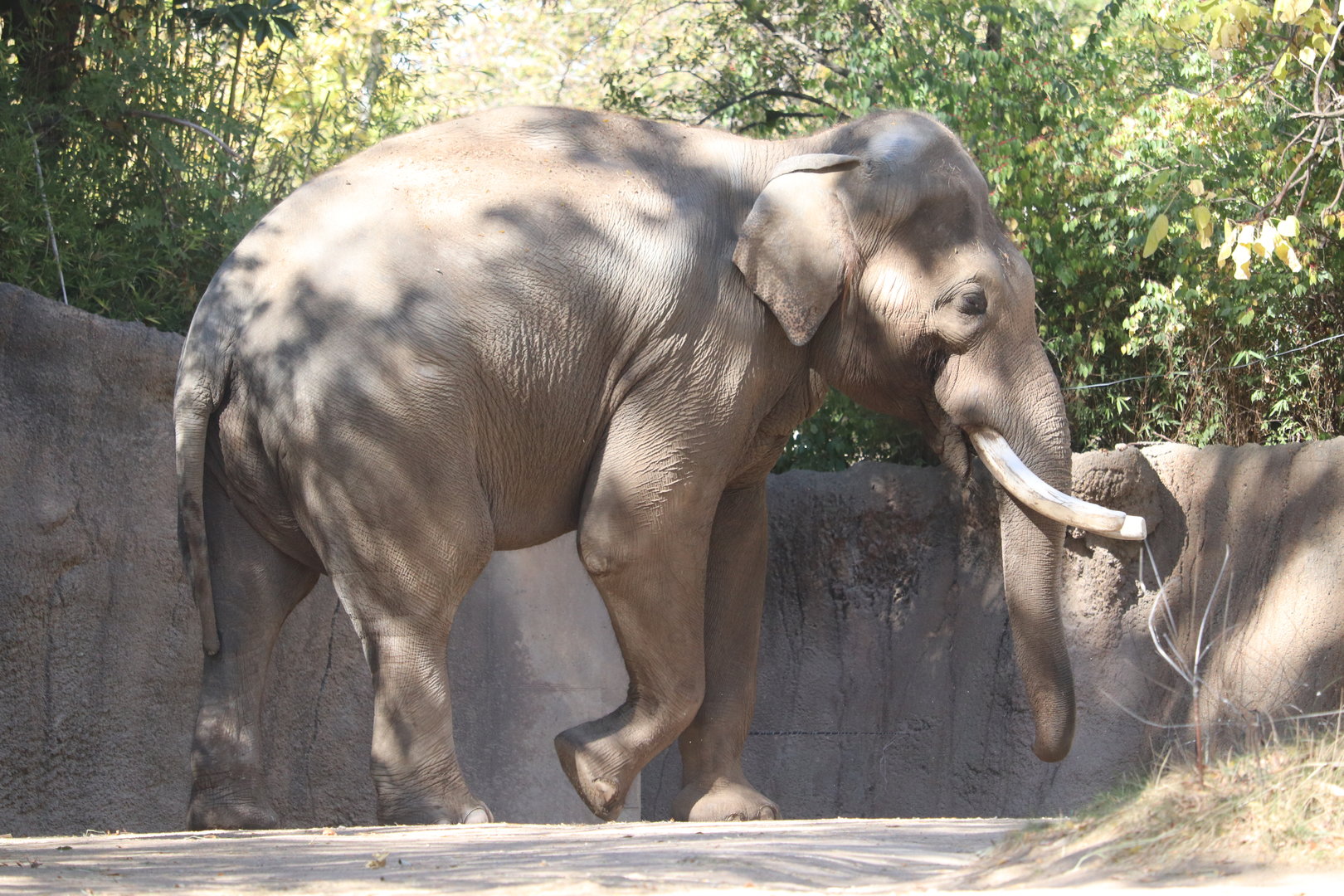 River's Edge - Asian Elephant