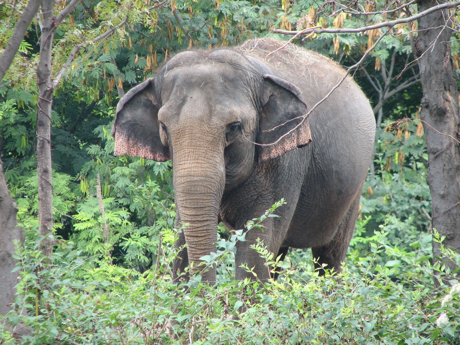 River's Edge - Asian Elephant