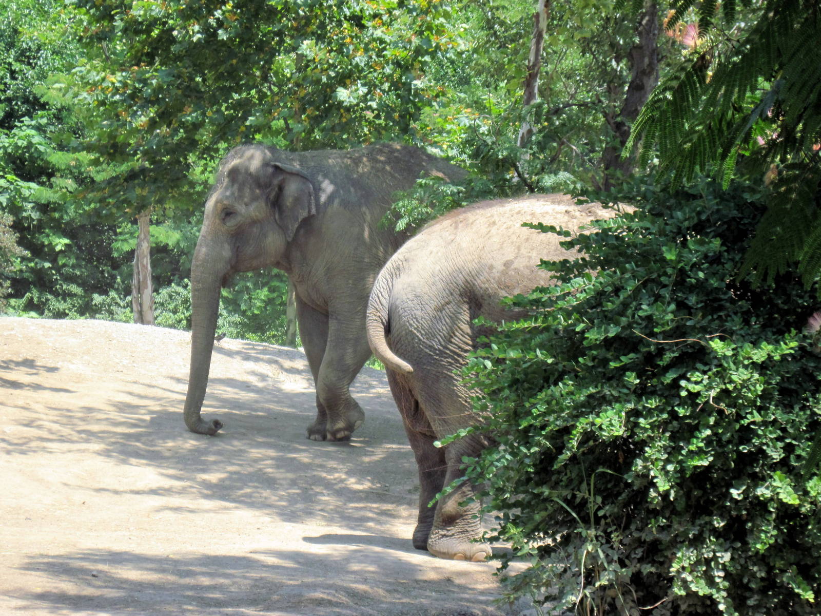River's Edge-Asian Elephants