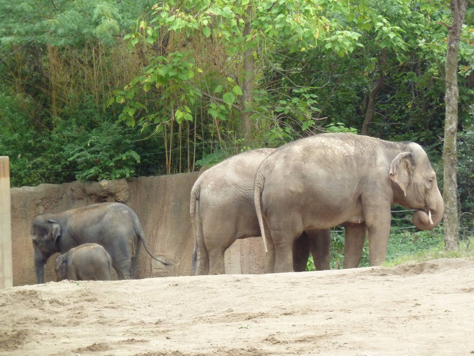 River's Edge - Asian Elephants