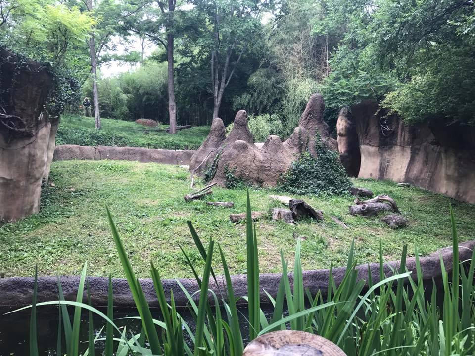 Rivers' Edge- Banded Mongoose/Cheetah