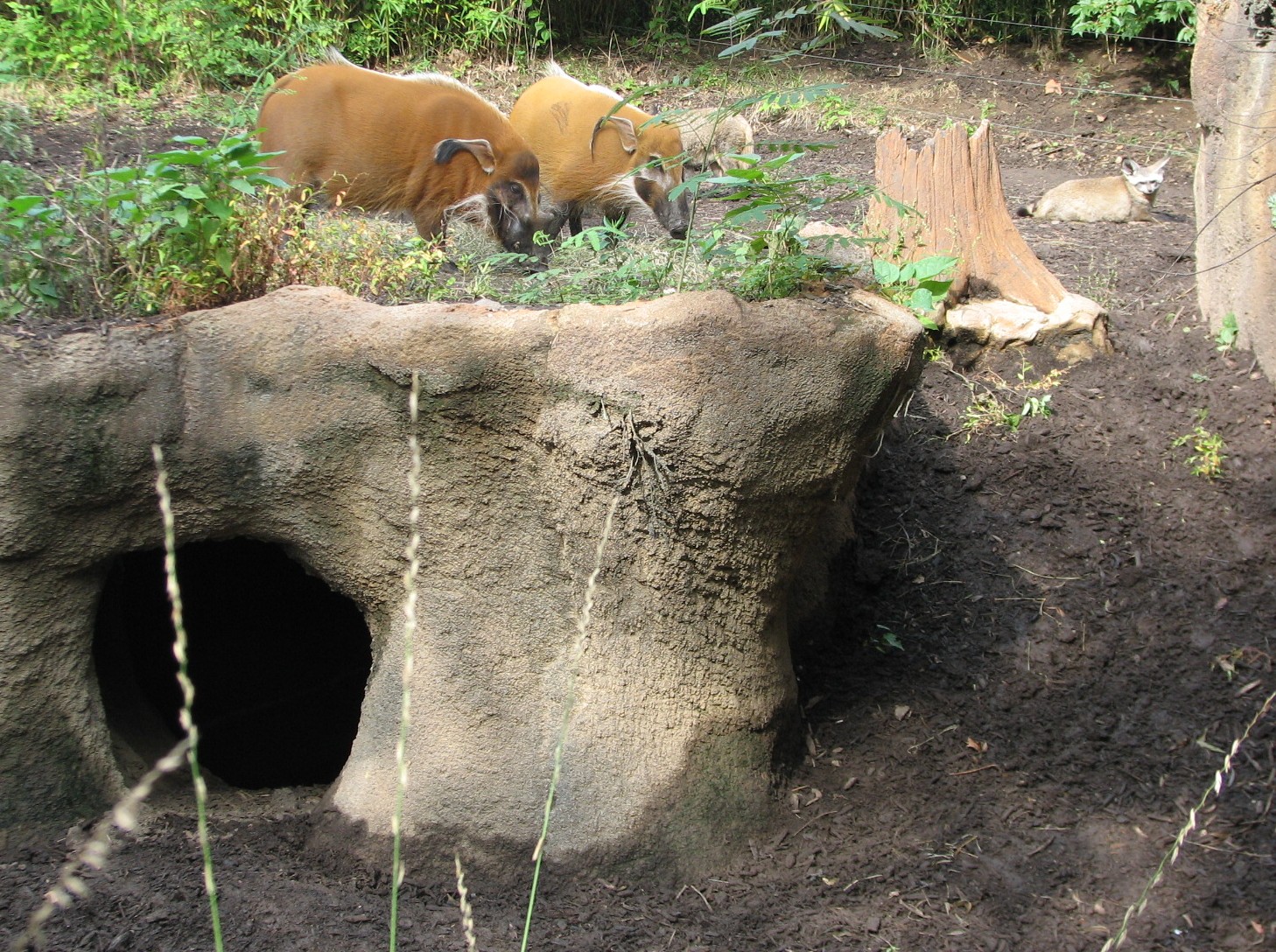 River's Edge - Bat Eared Fox and Red River Hog