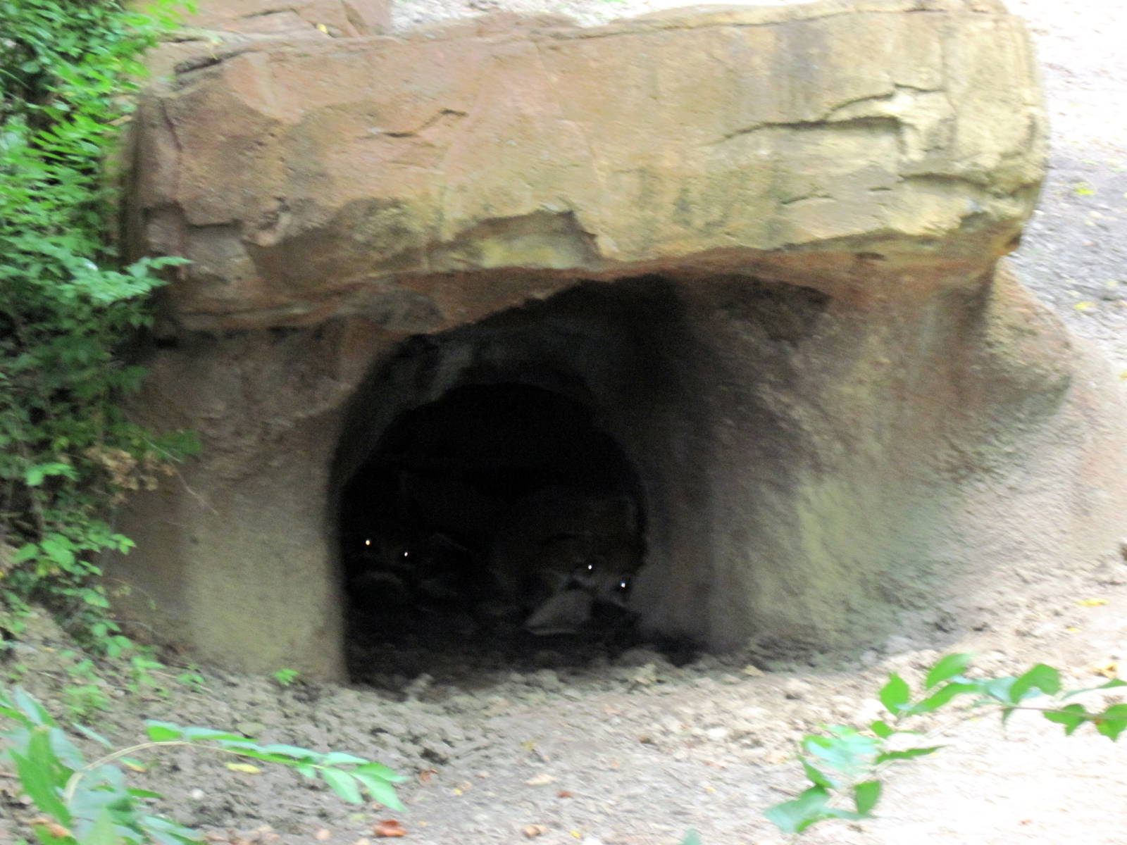 River's Edge-Bat-eared Foxes