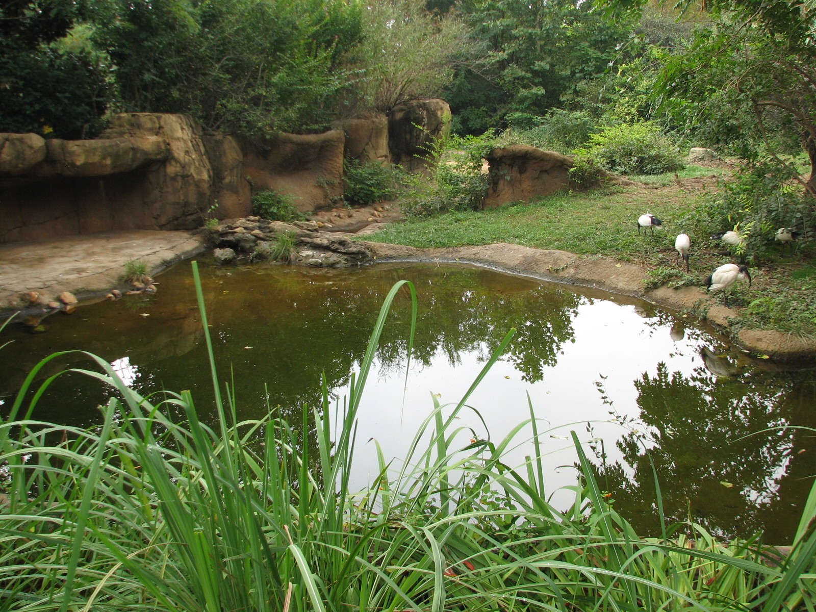 River's Edge - Black Rhino Exhibit