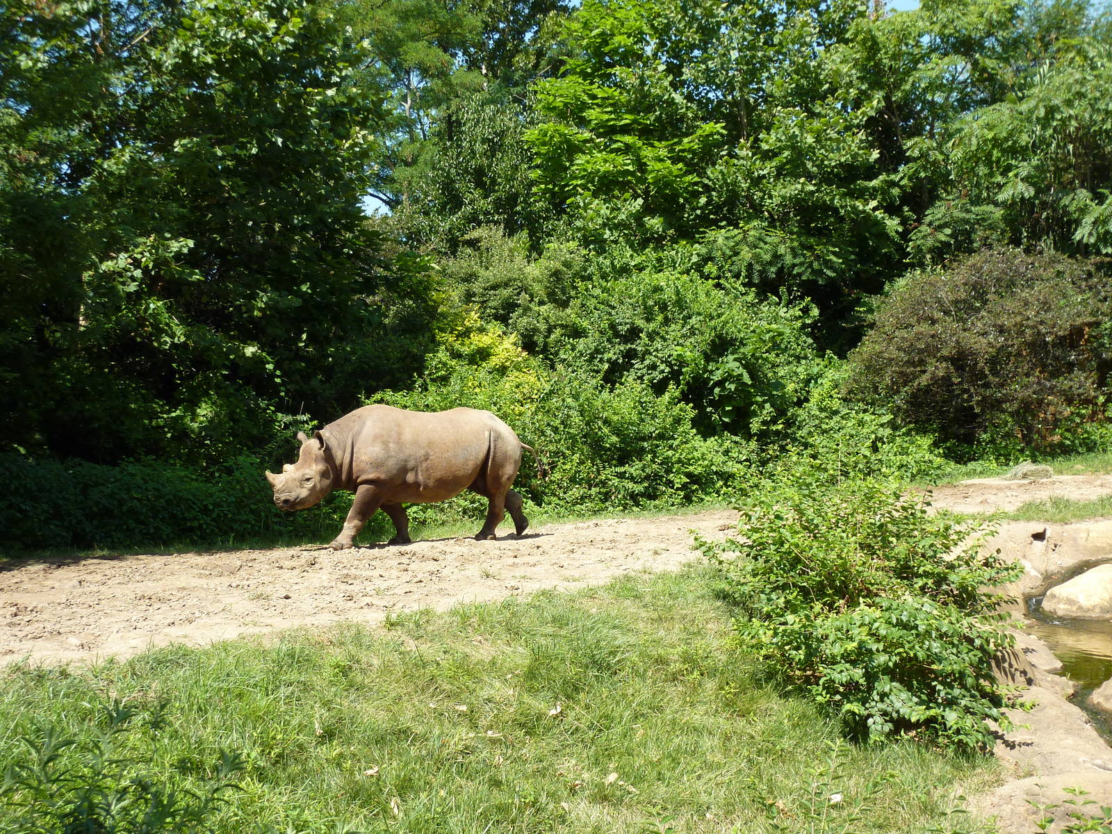 River's Edge - Black Rhino/Sacred Ibis Exhibit