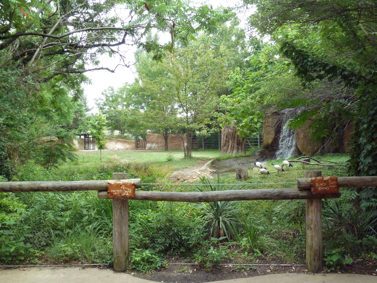 River's Edge - Black Rhino/Sacred Ibis Exhibit