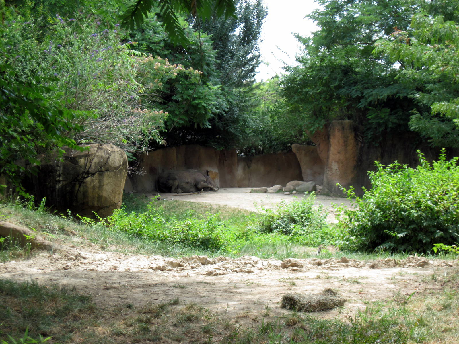 River's Edge-Black Rhino