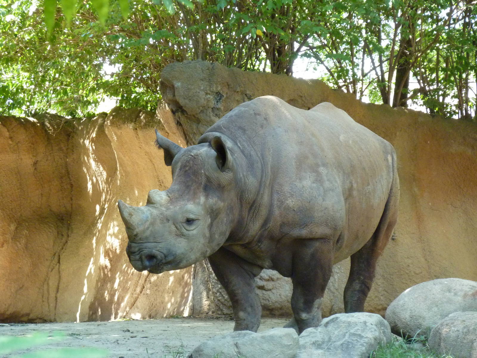 River's Edge - Black Rhino