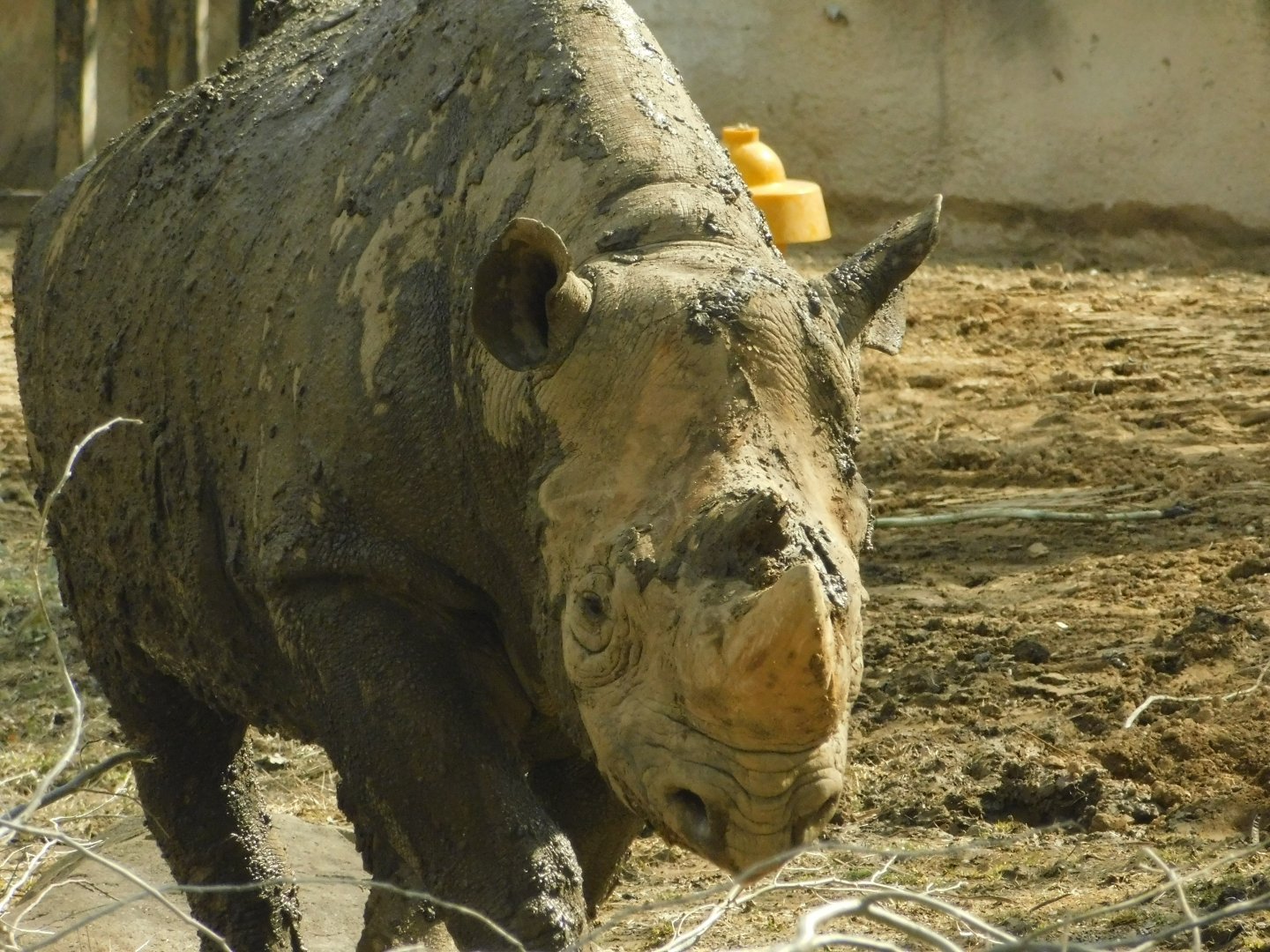 River’s Edge- Black Rhinoceros- March 4, 2022