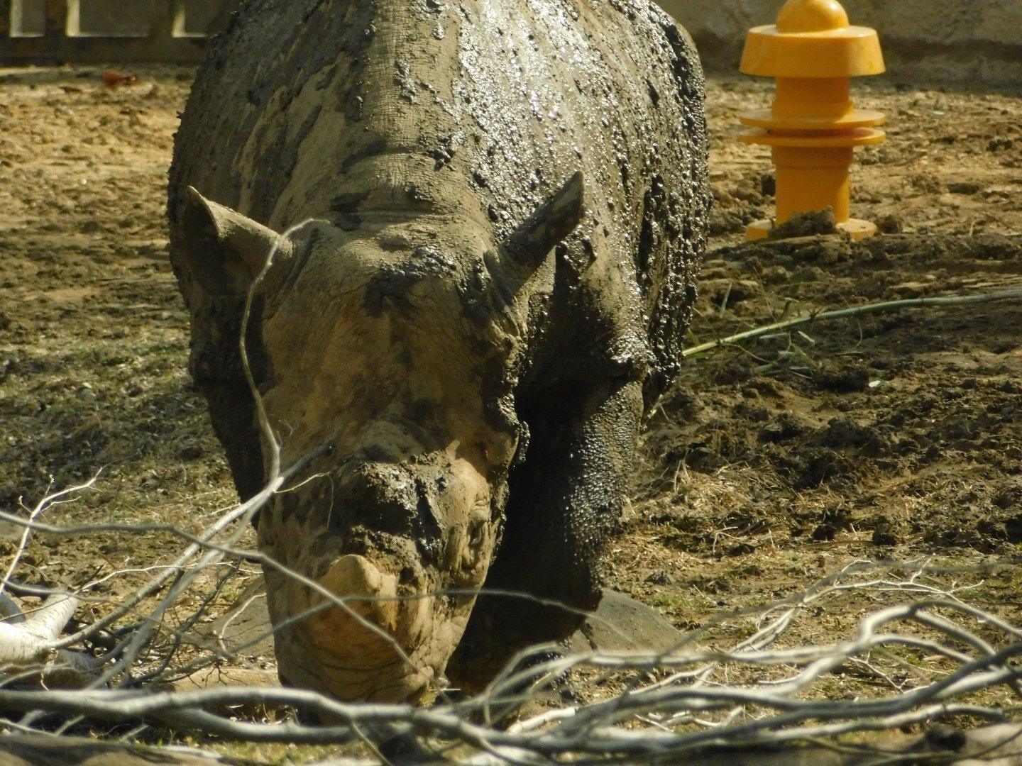 River’s Edge- Black Rhinoceros- March 4, 2022