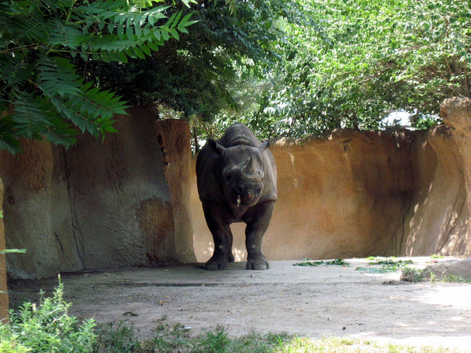 River's Edge-Black Rhinoceros