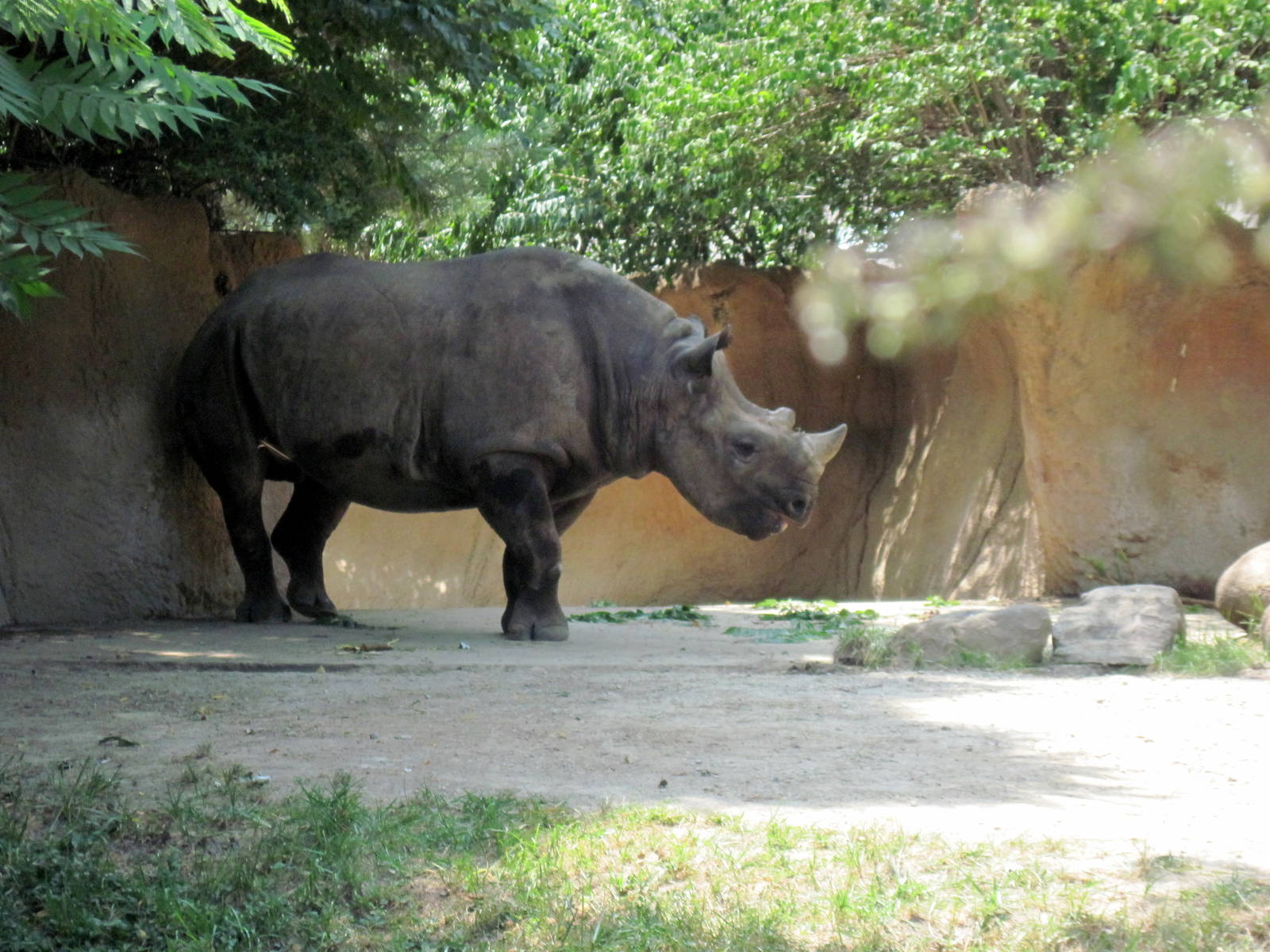 River's Edge-Black Rhinoceros