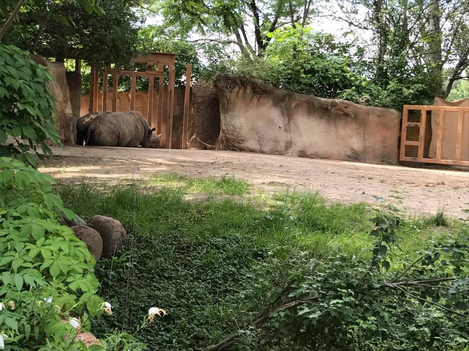 River's Edge- Black Rhinoceros