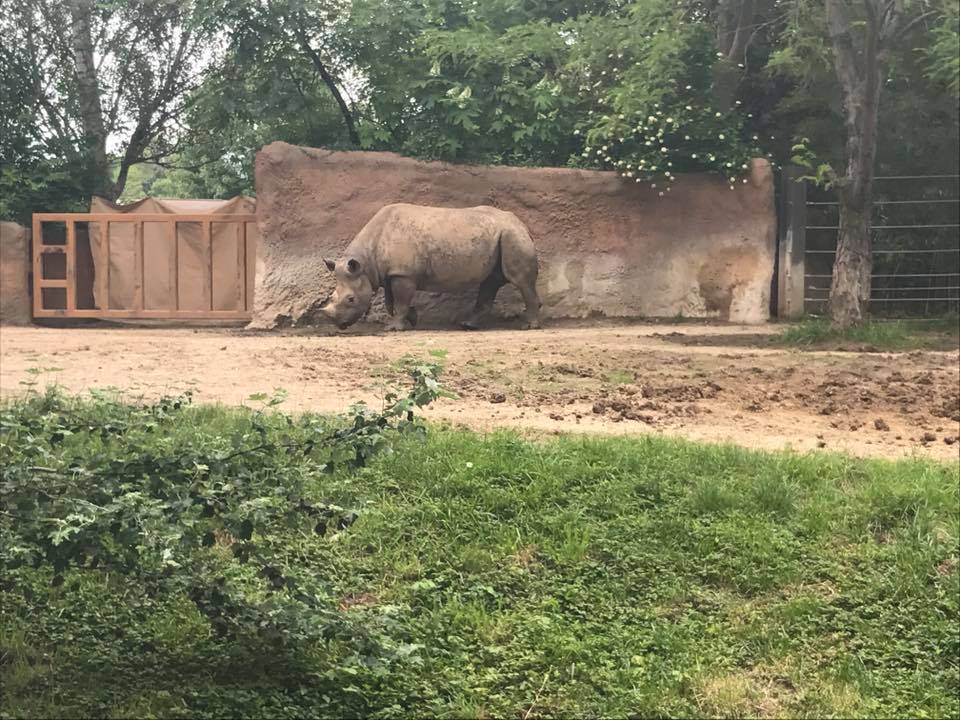 River's Edge- Black Rhinoceros