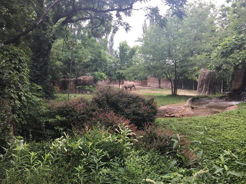 River's Edge- Black Rhinoceros