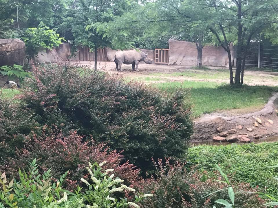 River's Edge- Black Rhinoceros