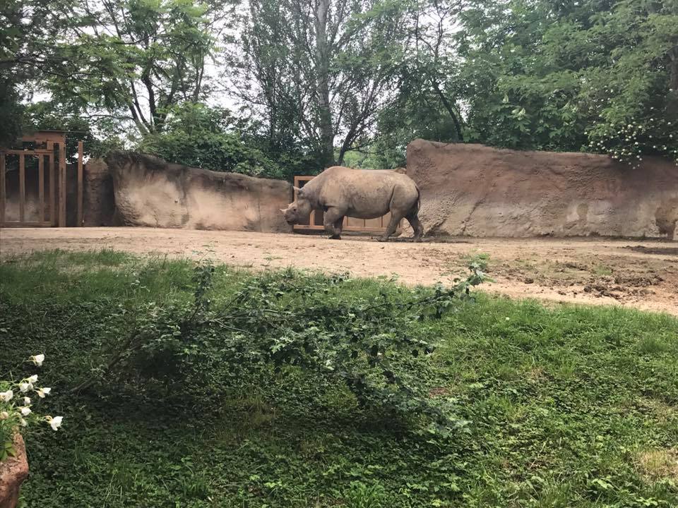 River's Edge- Black Rhinoceros