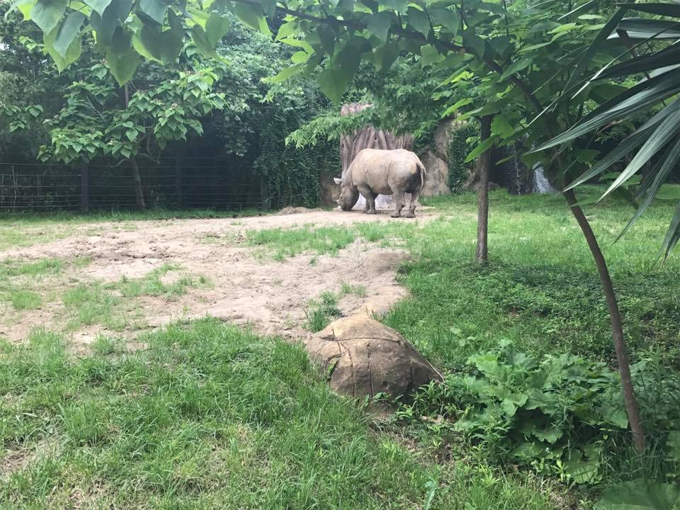 River's Edge- Black Rhinoceros