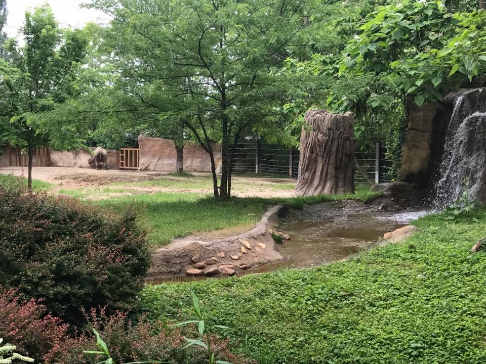 River's Edge- Black Rhinoceros