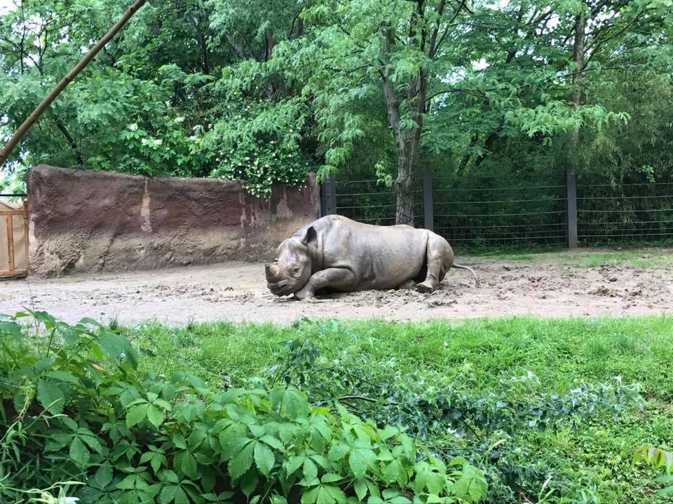 River's Edge- Black Rhinoceros