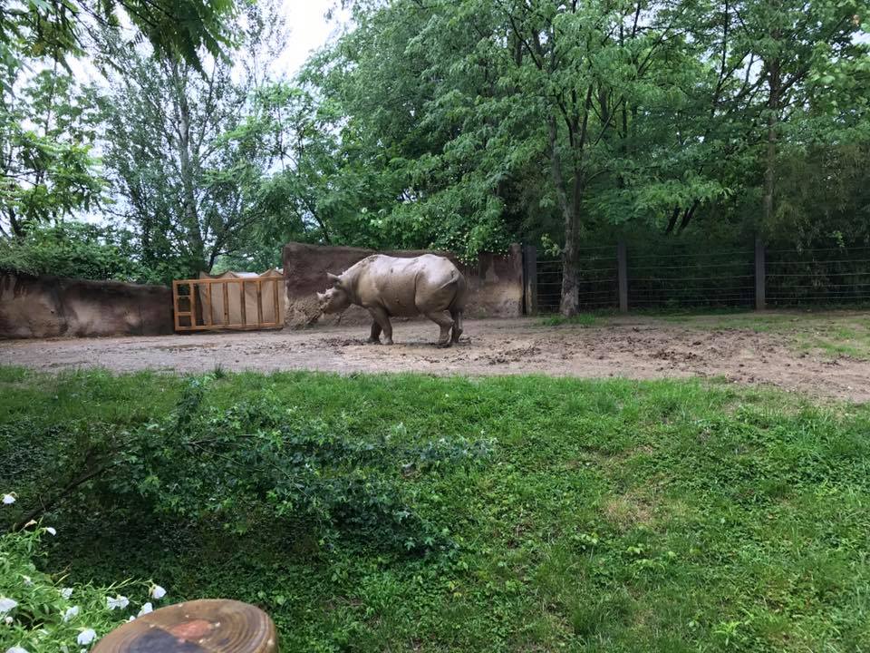 River's Edge- Black Rhinoceros