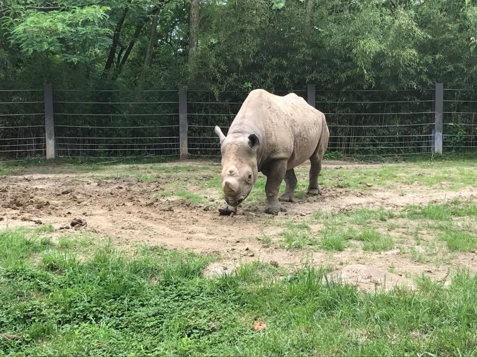 River's Edge- Black Rhinoceros