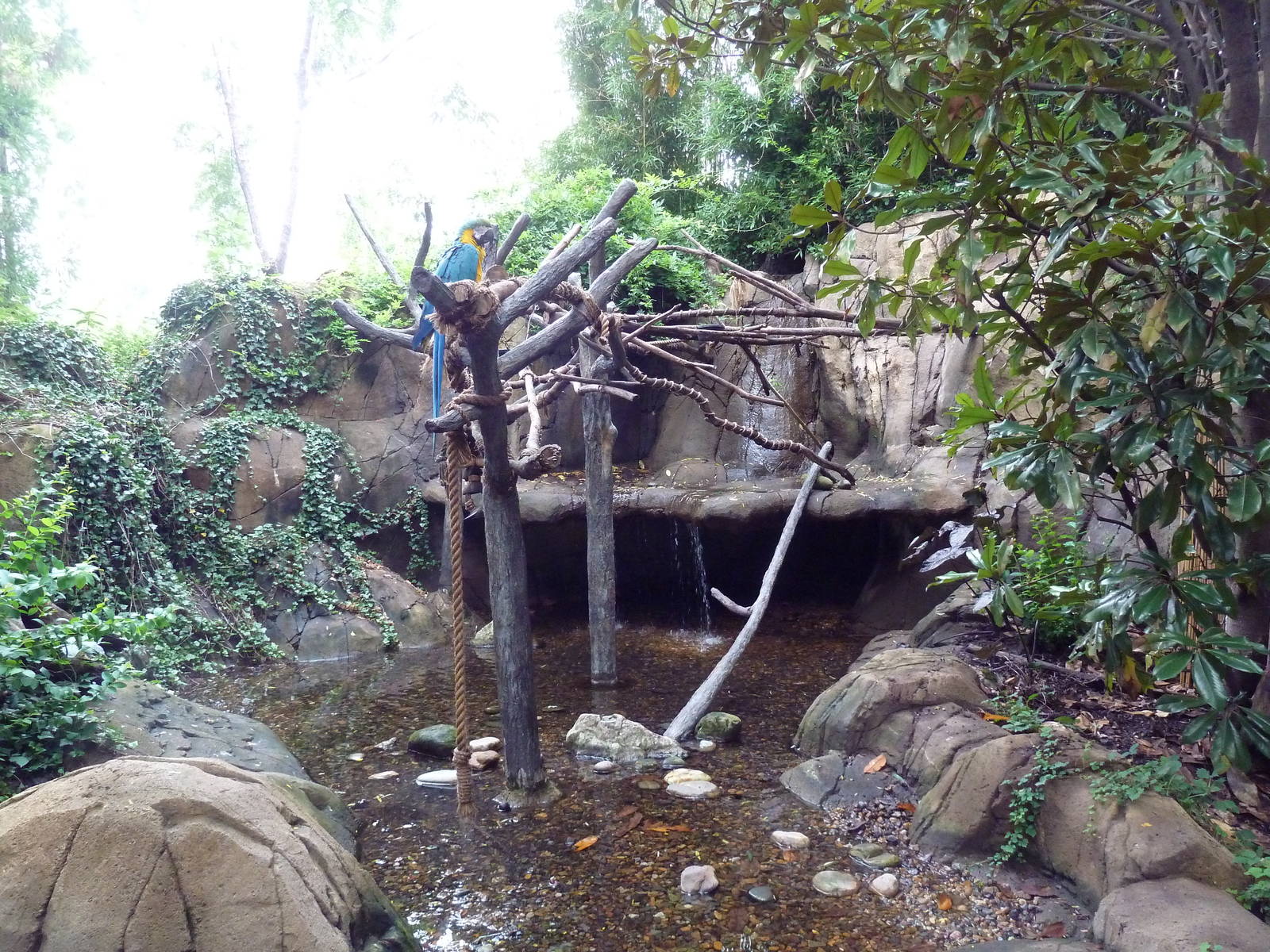 River's Edge - Blue-and Gold Macaw Exhibit