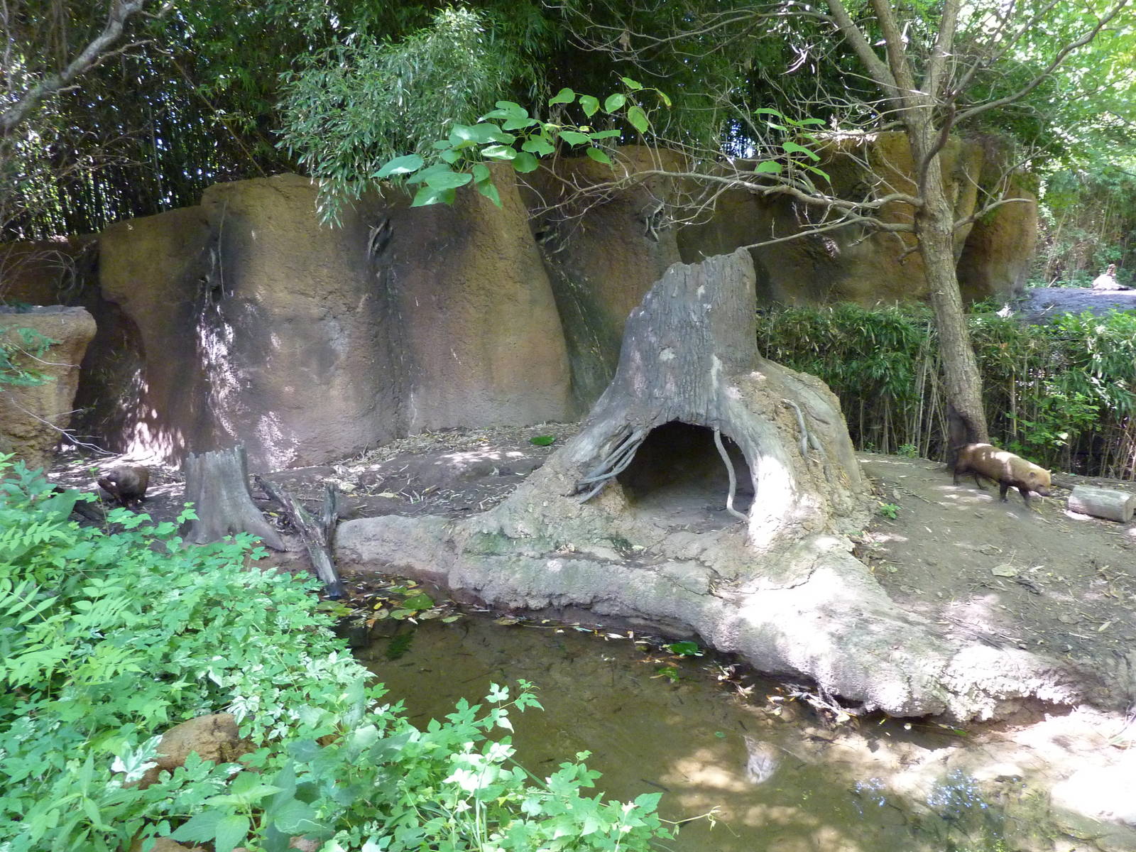 River's Edge - Bush Dog Exhibit