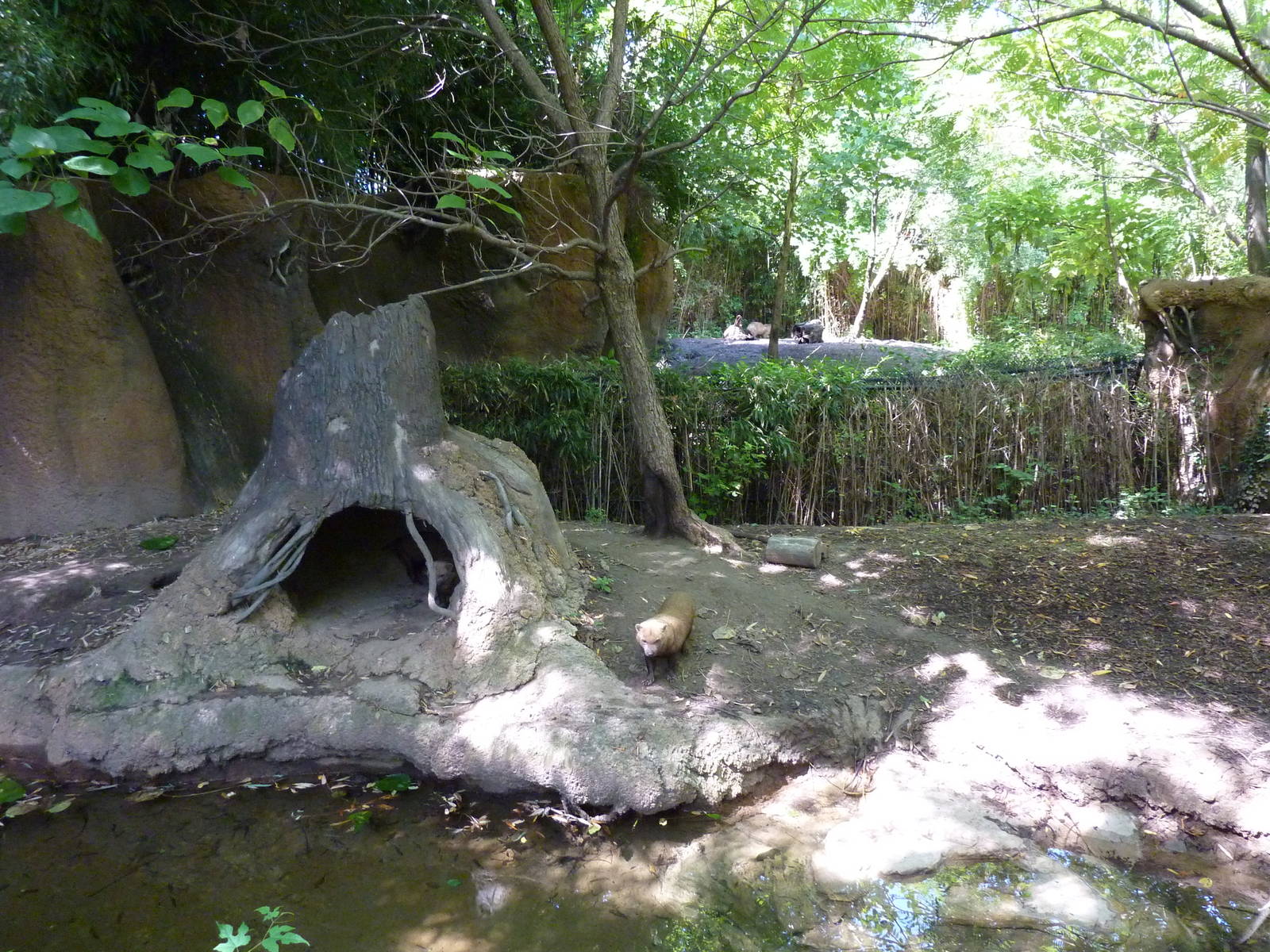 River's Edge - Bush Dog Exhibit