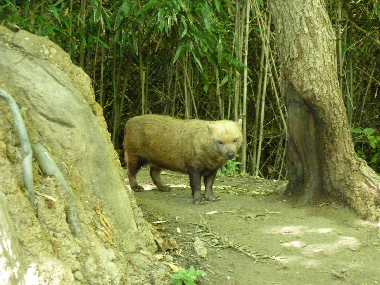 River's Edge - Bush Dog