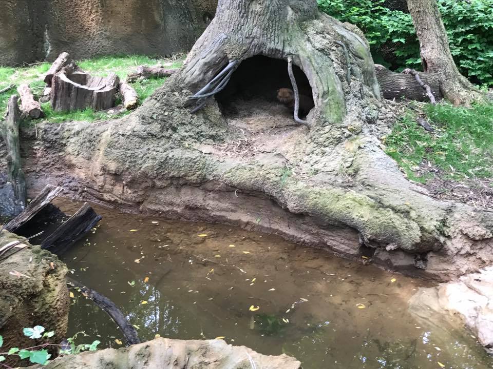 River's Edge- Bush Dog