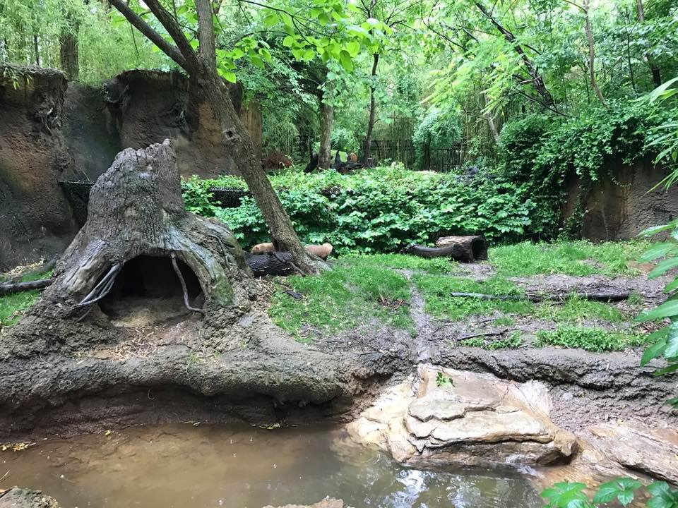 River's Edge- Bush Dog