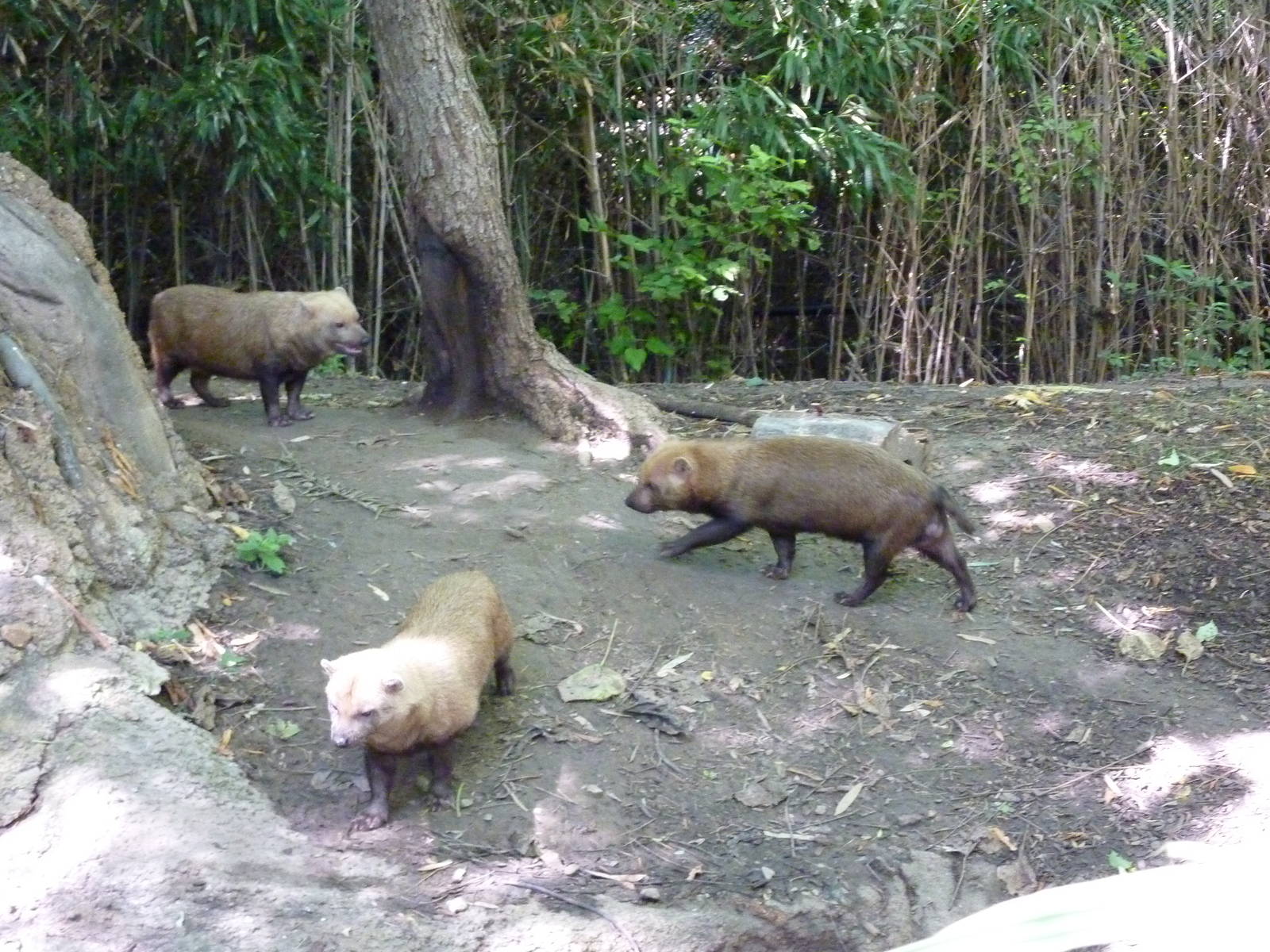 River's Edge - Bush Dogs