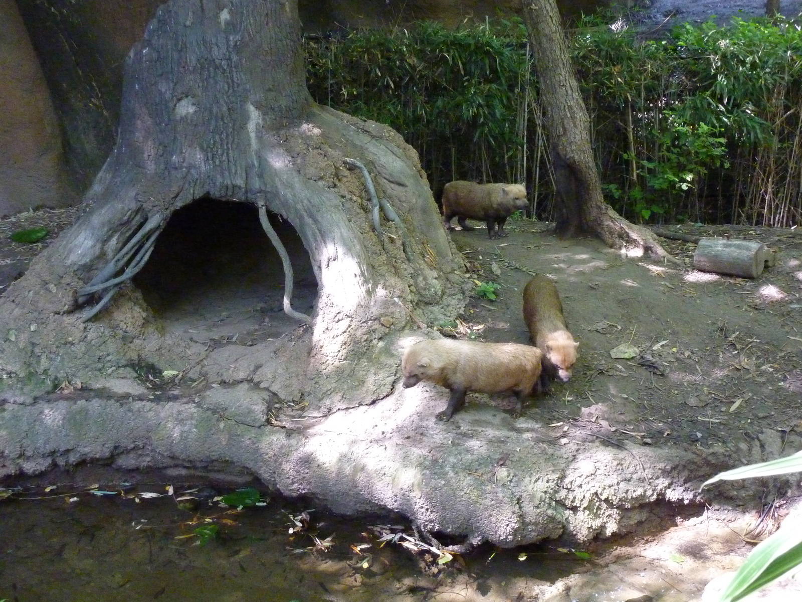 River's Edge - Bush Dogs