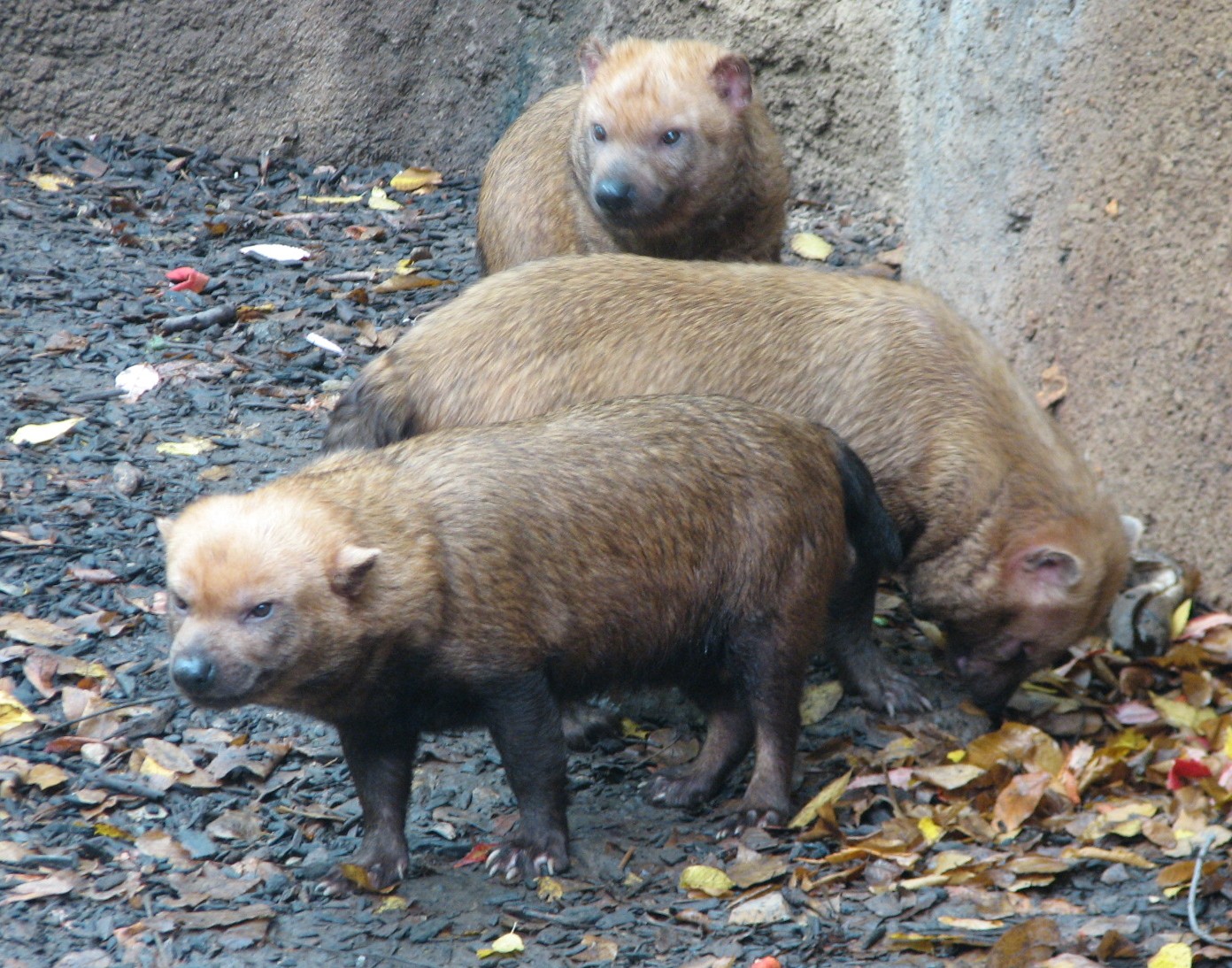 River's Edge - Bush Dogs