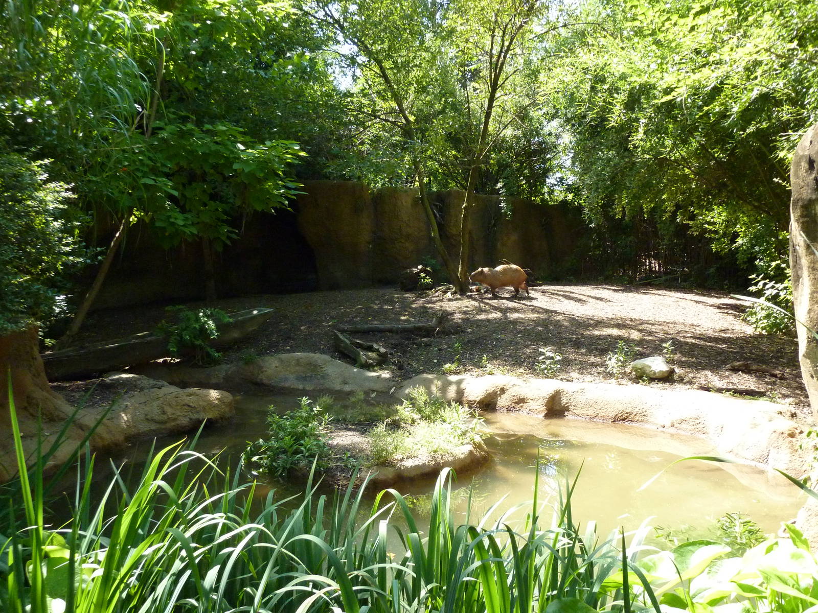 River's Edge - Capybara/Giant Anteater Exhibit