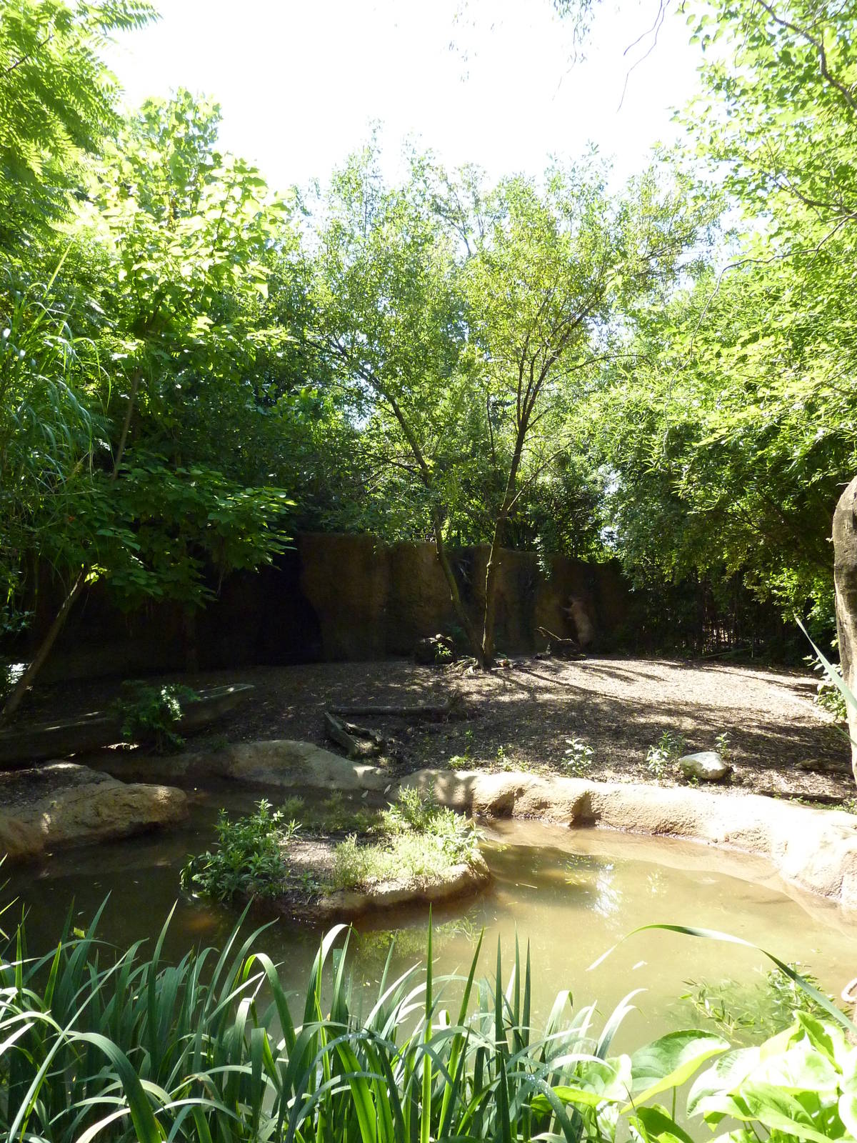 River's Edge - Capybara/Giant Anteater Exhibit