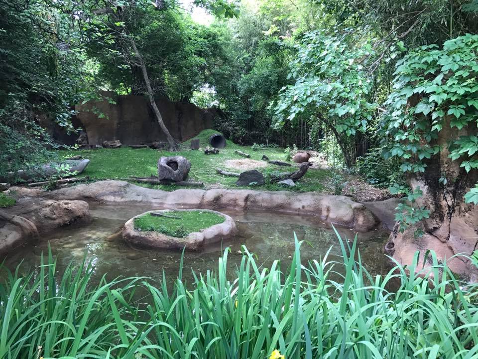River's Edge- Capybara/Giant Anteater