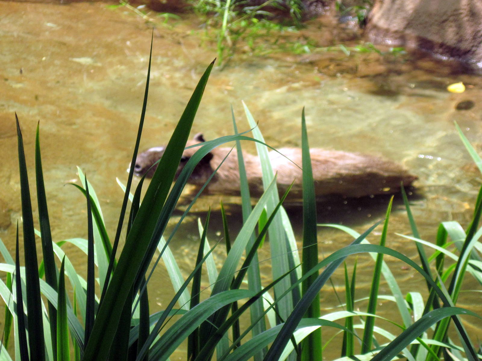 River's Edge-Capybara