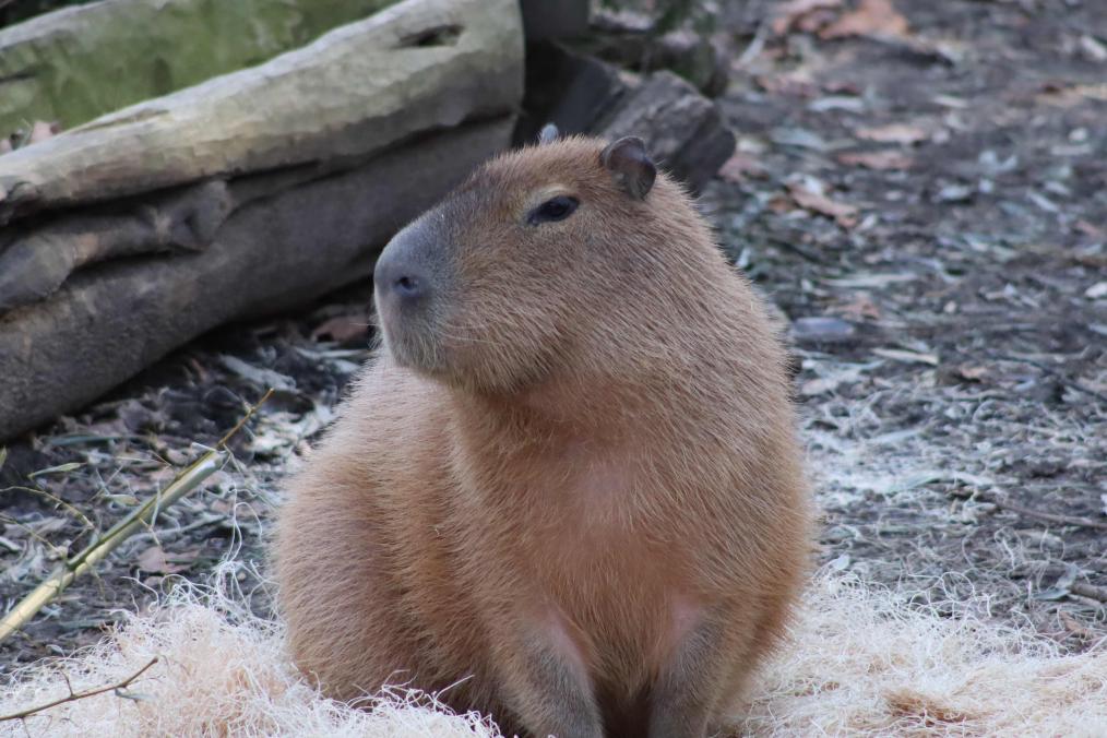 River's Edge - Capybara
