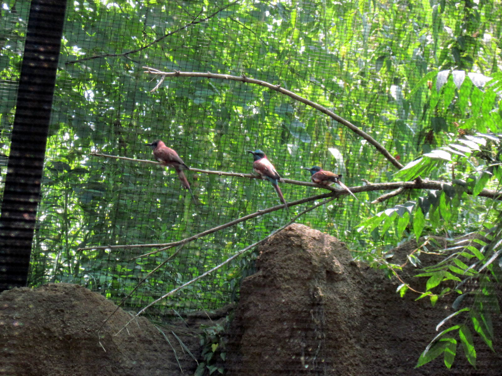 River's Edge-Carmine Bee-eaters