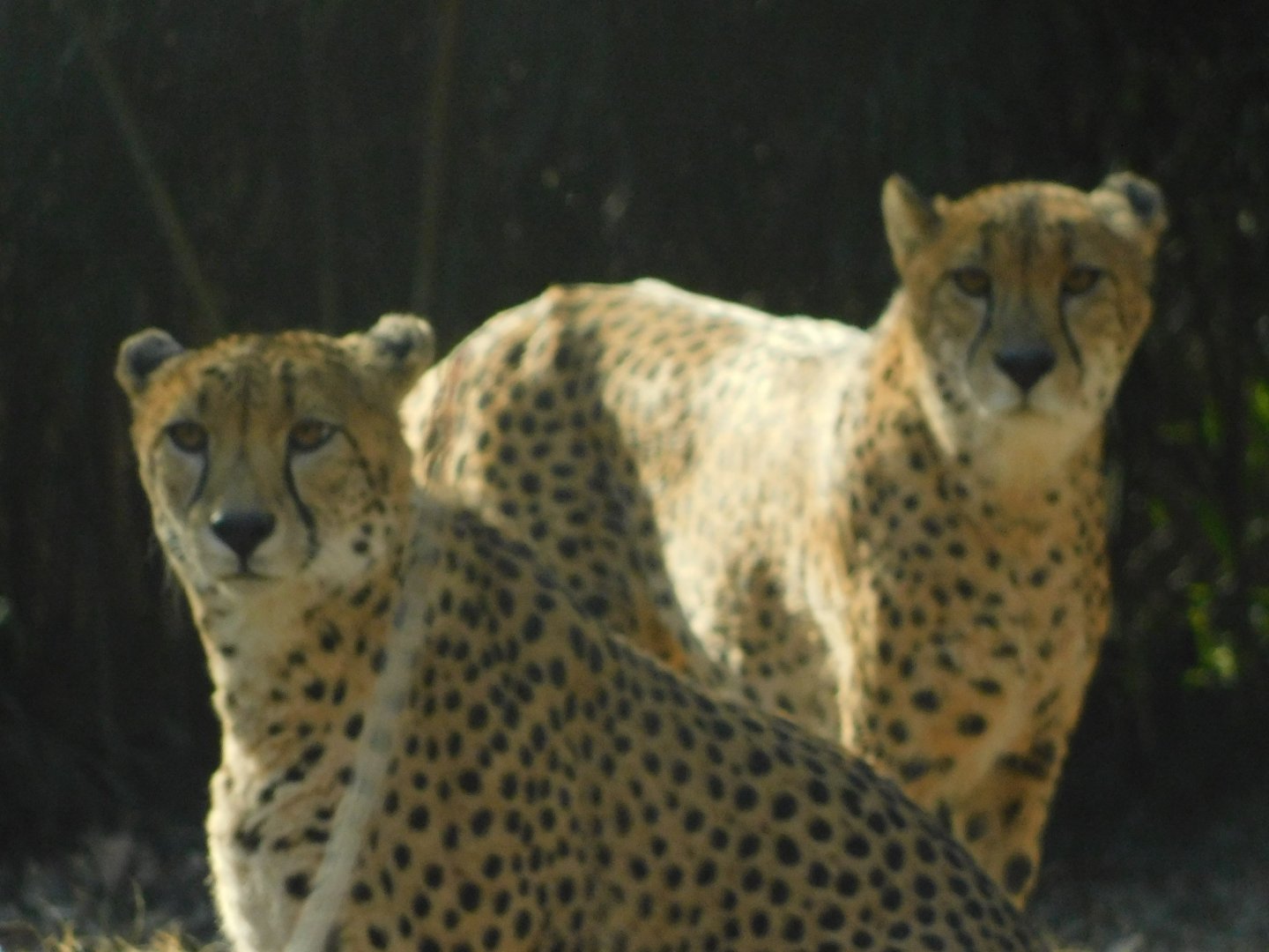 River’s Edge- Cheetah- January 9, 2022