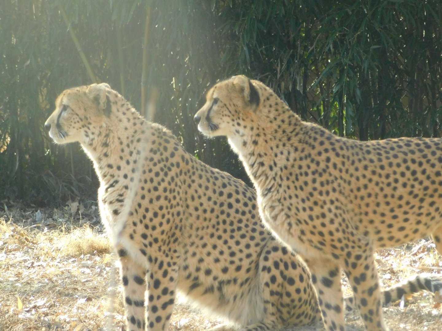 River’s Edge- Cheetah- January 9, 2022