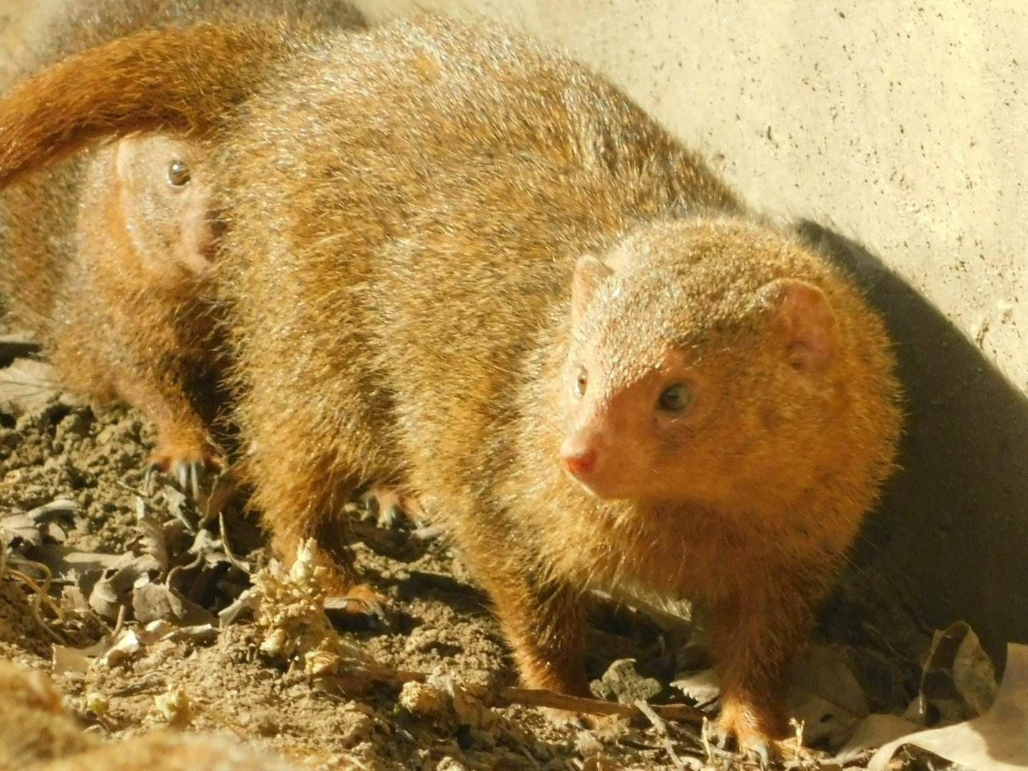 River’s Edge- Dwarf Mongoose - March 1, 2022
