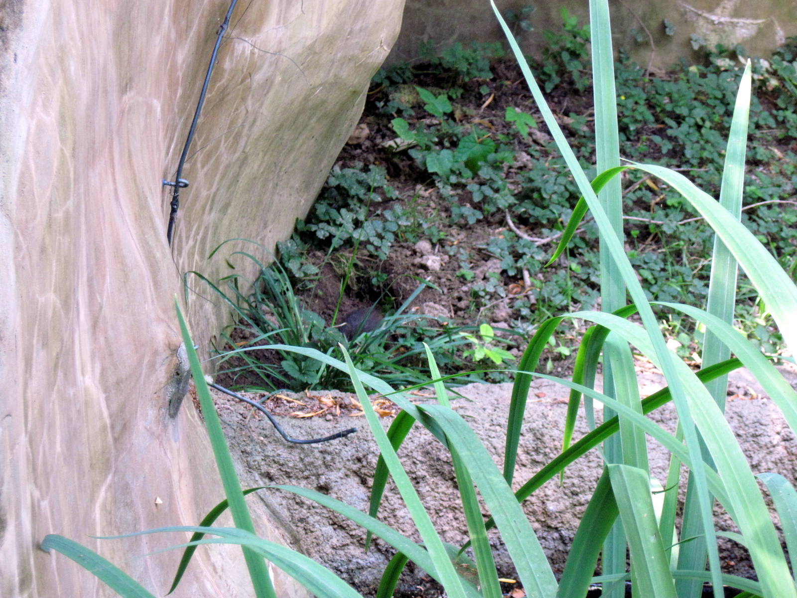 River's Edge-Dwarf Mongoose