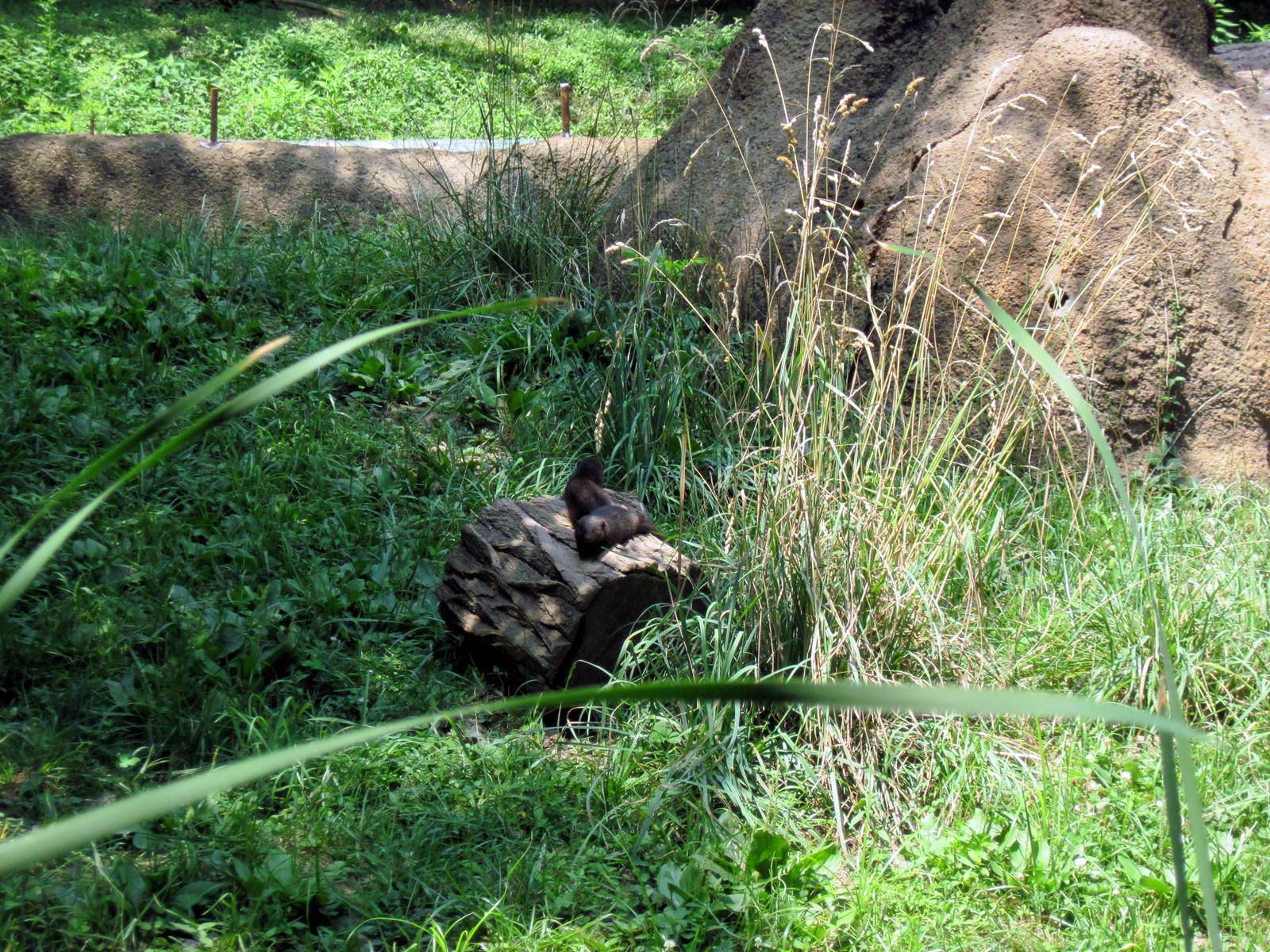 River's Edge-Dwarf Mongoose