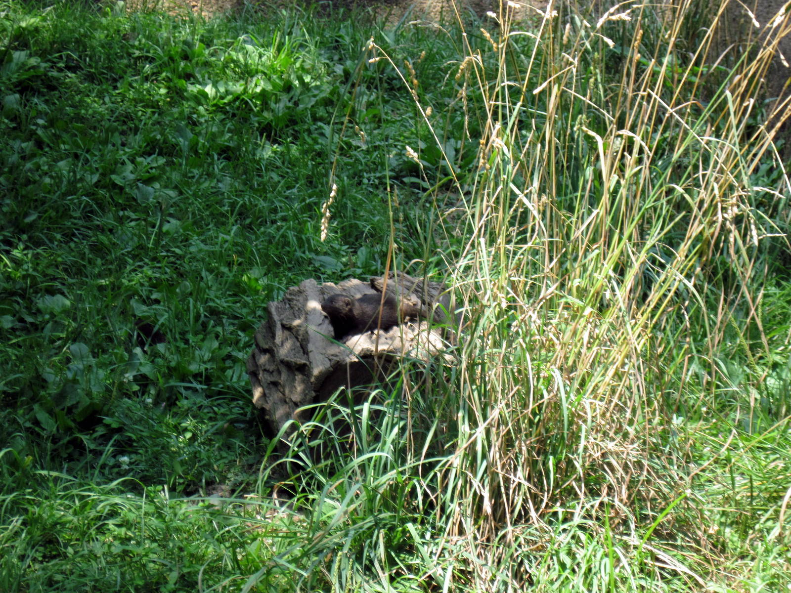 River's Edge-Dwarf Mongoose