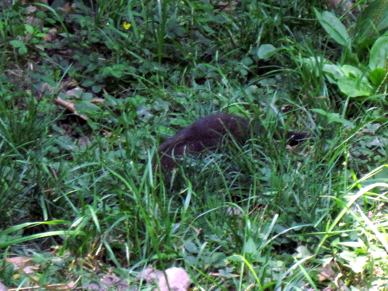 River's Edge-Dwarf Mongoose