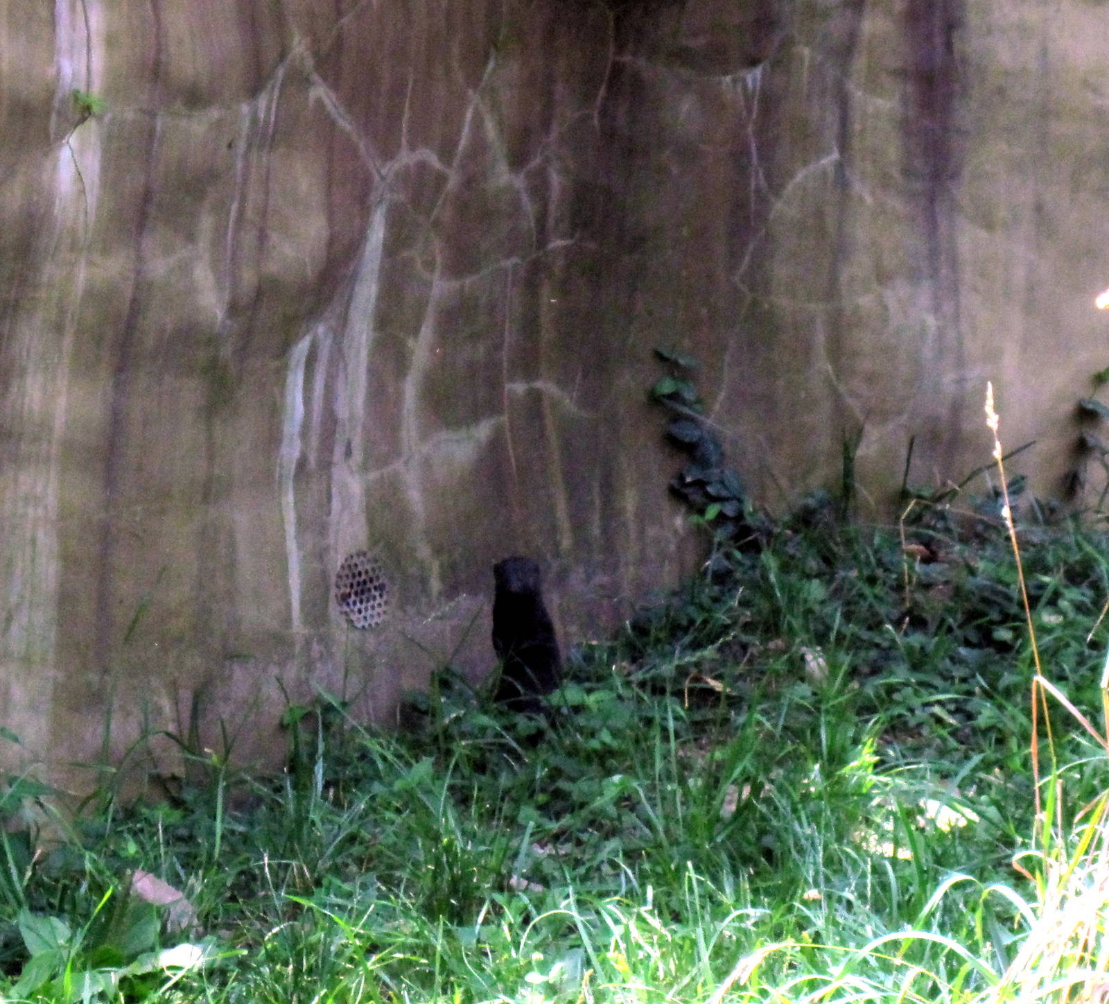 River's Edge-Dwarf Mongoose